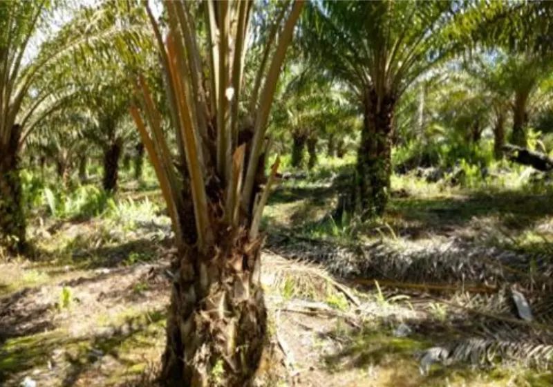 Kebun Sawit Luas ±2.100 Ha Dijual di Sambas, Kalimantan Barat, foto 4