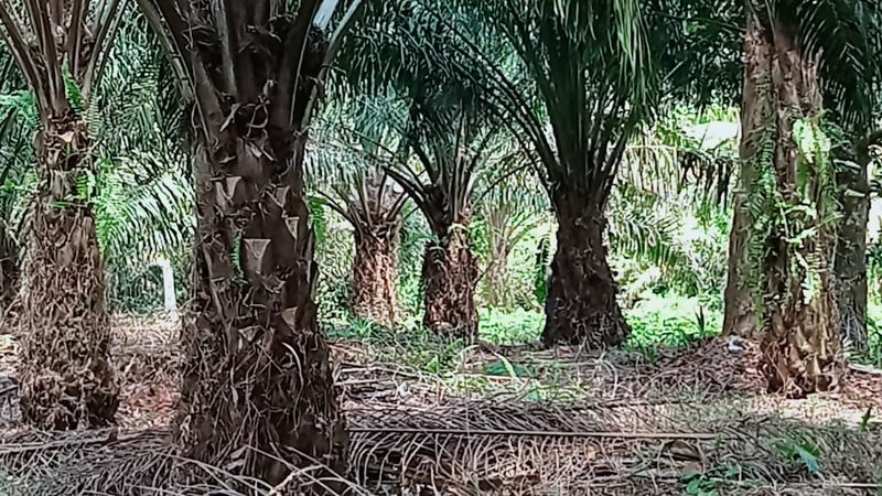 Kebun Sawit Luas ±6.800 Ha Dijual di Landak, Kalimantan Barat, foto 10