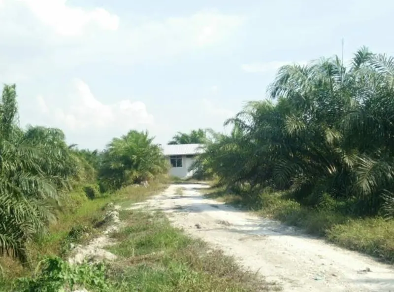 Kebun Sawit Luas ±2.100 Ha Dijual di Sambas, Kalimantan Barat, foto 1