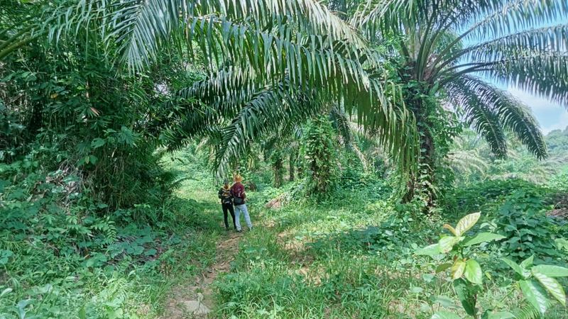 Kebun Sawit Luas ±6.800 Ha Dijual di Landak, Kalimantan Barat, foto 11