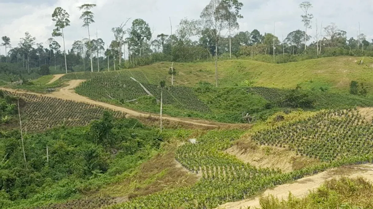 Oil Palm Estate, Land Area ±3,700 Ha, for Sale in Berau, East Kalimantan, photo 1