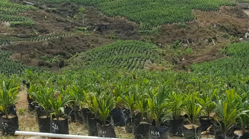 Oil Palm Estate, Land Area ±3,700 Ha, for Sale in Berau, East Kalimantan, photo 3