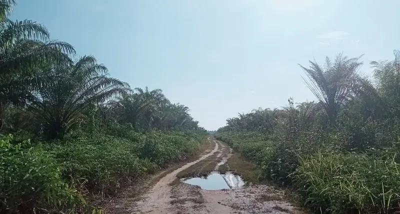 Kebun Sawit Luas ±6.800 Ha Dijual di Landak, Kalimantan Barat, foto 4