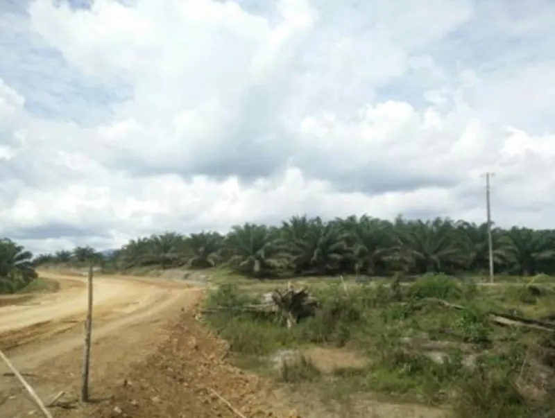 Kebun Sawit Luas ±2.100 Ha Dijual di Sambas, Kalimantan Barat, foto 2