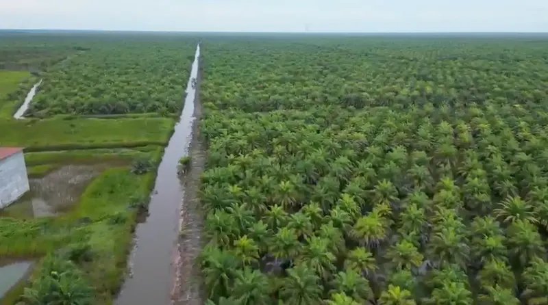 Oil Palm Plantation, Land Area ±600 ha, for Sale in Tapin, photo 3