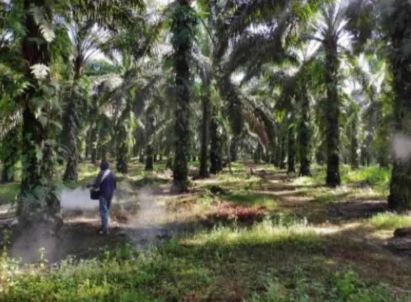 中加里曼丹 Kotawaringin Timur 面积 ±7,300 公顷油棕种植园出售，第 3 张照片