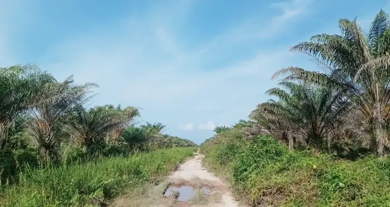 Kebun Sawit Luas ±6.800 Ha Dijual di Landak, Kalimantan Barat, foto 2