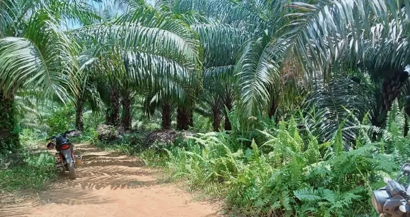 Kebun Sawit Luas ±6.800 Ha Dijual di Landak, Kalimantan Barat, foto 7