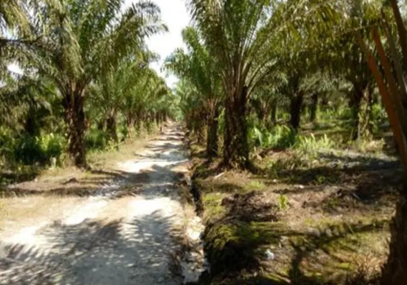 Kebun Sawit Luas ±2.100 Ha Dijual di Sambas, Kalimantan Barat, foto 3