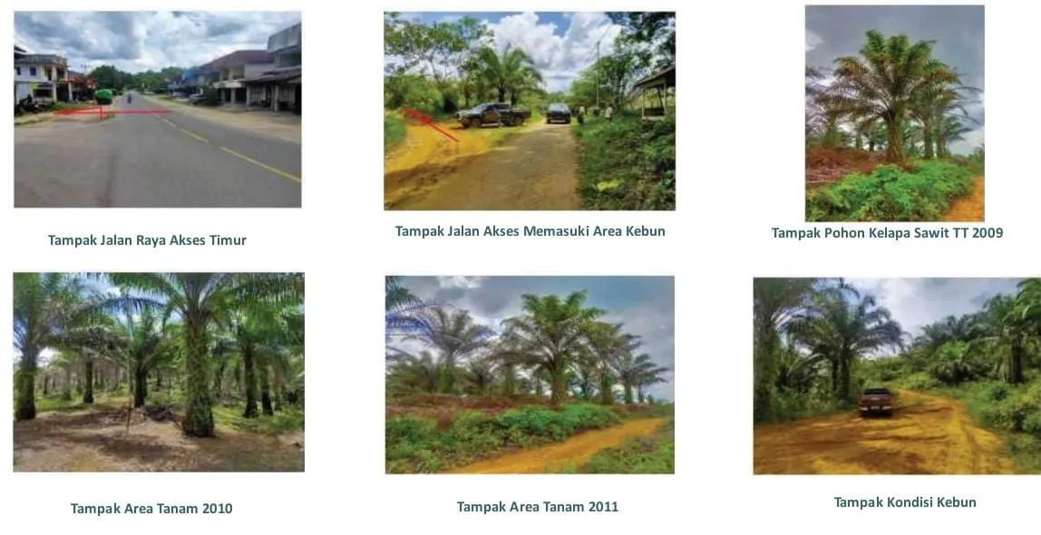 Oil Palm Plantation, Land Area ±20,000 Ha, for Sale in Landak, West Kalimantan, photo 1