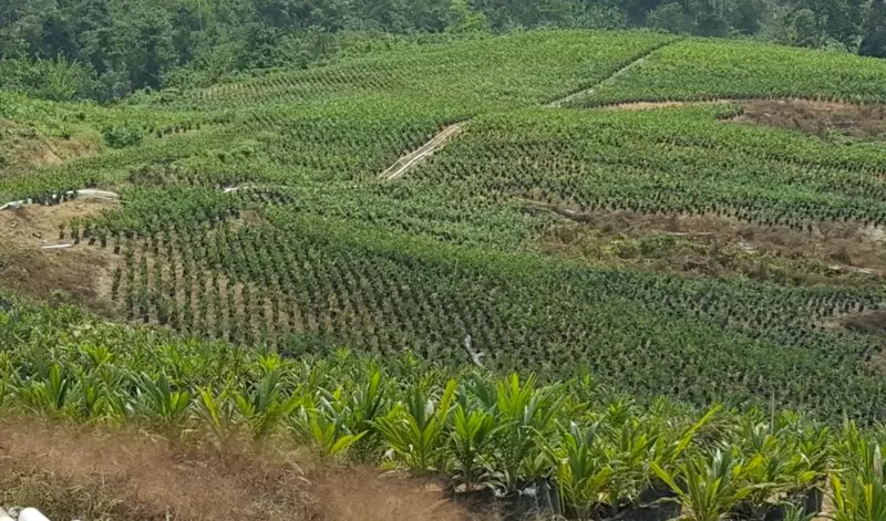 Oil Palm Estate, Land Area ±3,700 Ha, for Sale in Berau, East Kalimantan, photo 2
