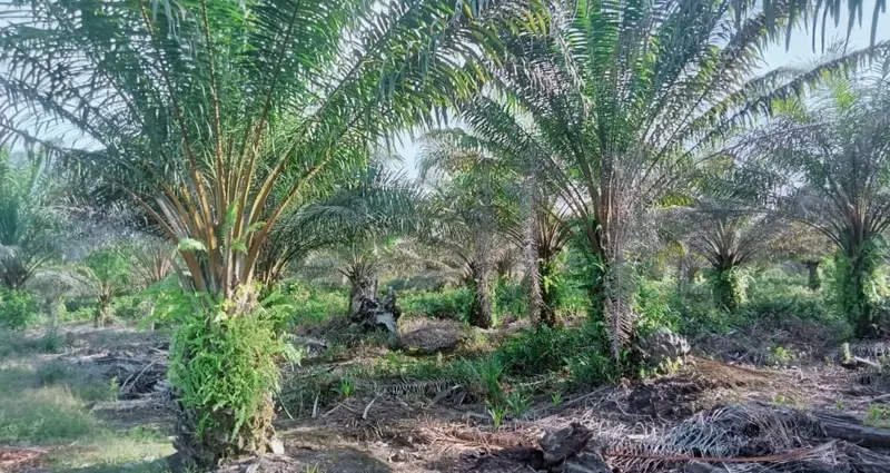 Kebun Sawit Luas ±6.800 Ha Dijual di Landak, Kalimantan Barat, foto 6