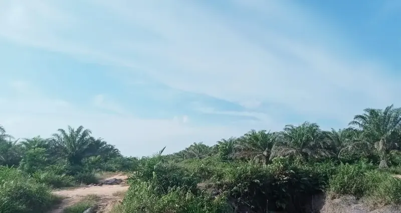 Kebun Sawit Luas ±6.800 Ha Dijual di Landak, Kalimantan Barat, foto 5