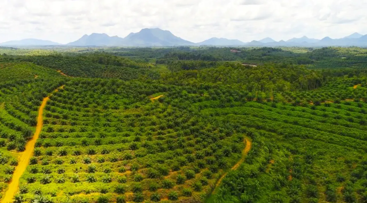 Kebun Sawit Luas ±6.800 Ha Dijual di Landak, Kalimantan Barat, foto 1