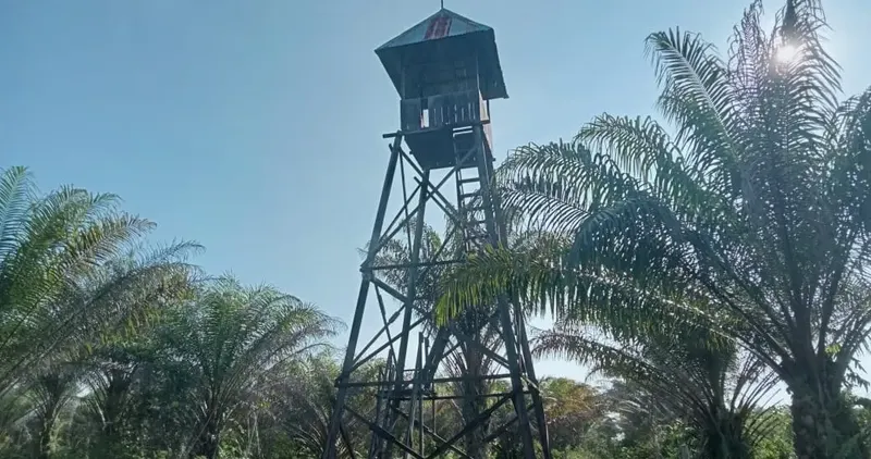 Kebun Sawit Luas ±6.800 Ha Dijual di Landak, Kalimantan Barat, foto 8