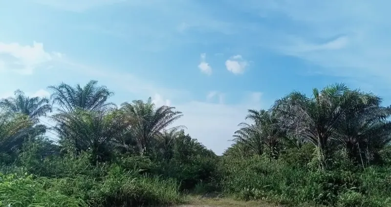 Kebun Sawit Luas ±6.800 Ha Dijual di Landak, Kalimantan Barat, foto 3