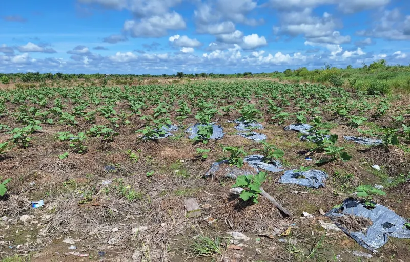 Land for Oil Palm, Land Area 12,500 Ha, for Sale in Hulu Sungai Utara, South Kalimantan, photo 3