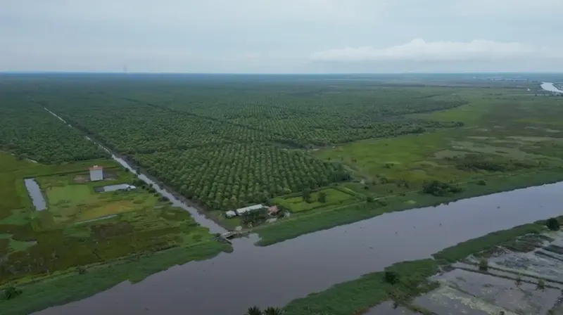 Oil Palm Plantation, Land Area ±600 ha, for Sale in Tapin, photo 2