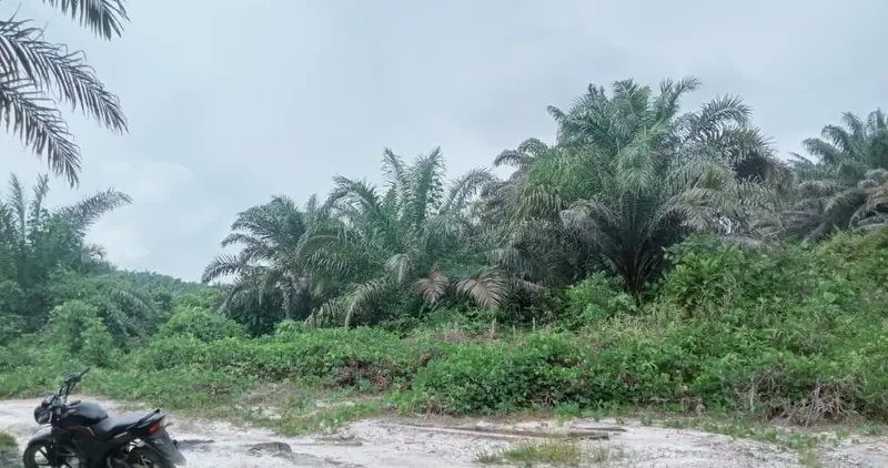 Kebun Sawit Luas ±6.800 Ha Dijual di Landak, Kalimantan Barat, foto 9