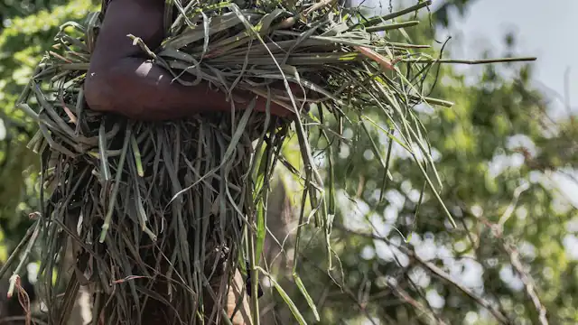 Petani memanggul hasil panen