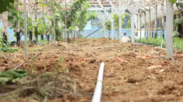 Deretan pohon muda di lahan yang baru diolah