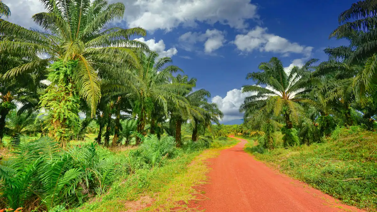 Jalan tanah merah di tengah kebun sawit