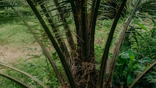 Pohon sawit dengan batang gelap dan pelepah hijau