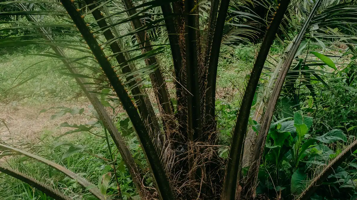 Pohon sawit dengan batang gelap dan pelepah hijau
