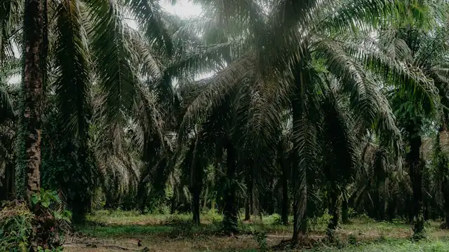Kebun sawit rapat dengan tanaman bawah yang hijau