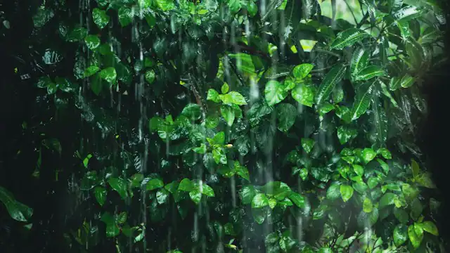 Pohon hijau di tengah hujan