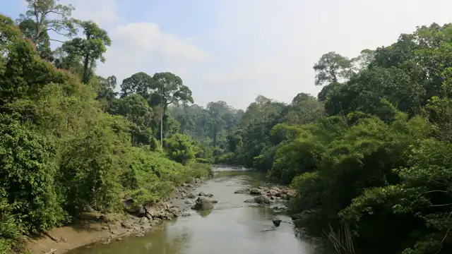 Sungai mengalir di tengah hutan hijau