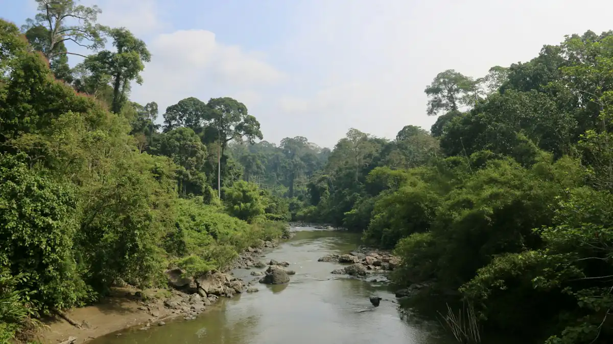 Sungai mengalir di tengah hutan hijau