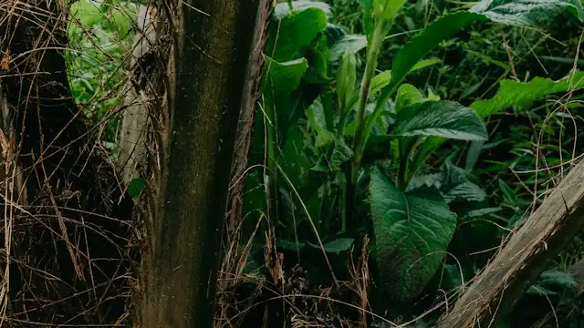 Tandan buah sawit di antara pelepah kering