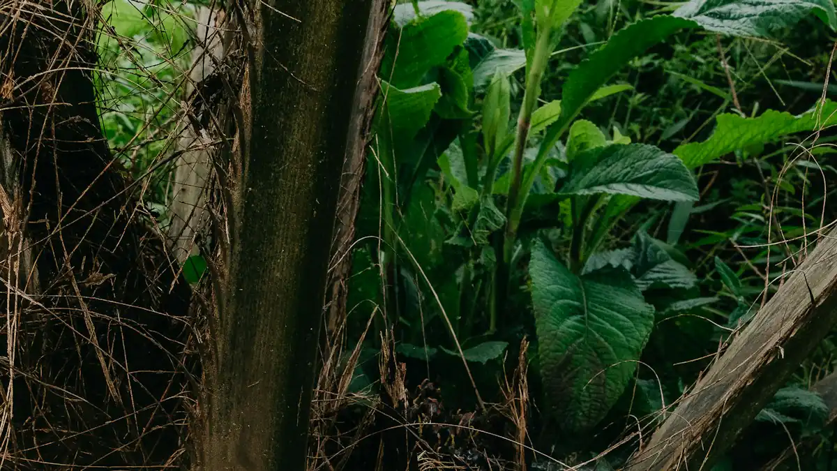Tandan buah sawit di antara pelepah kering
