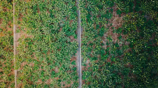 Jalan di antara blok tanaman dilihat dari udara