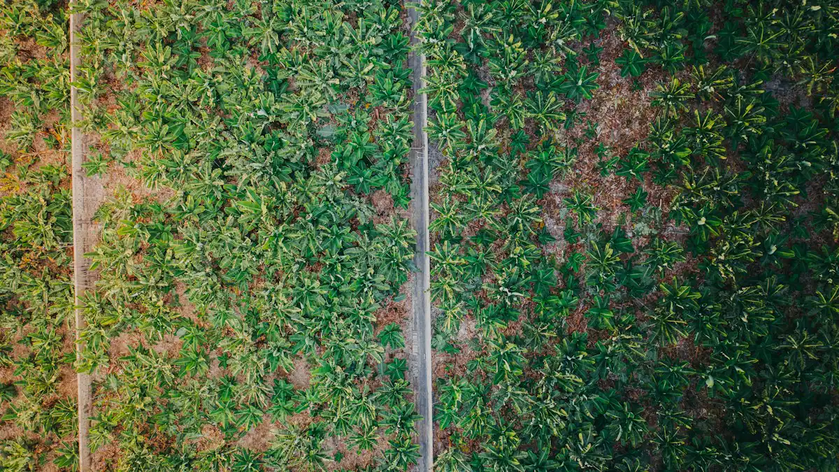 Jalan di antara blok tanaman dilihat dari udara