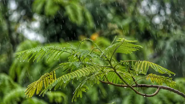 Daun pohon basah terkena hujan
