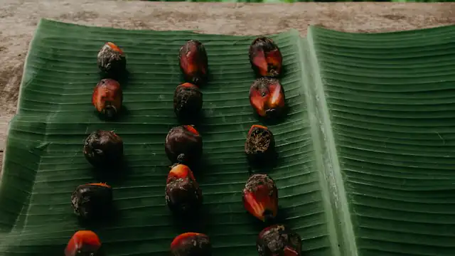 Buah sawit di atas daun hijau