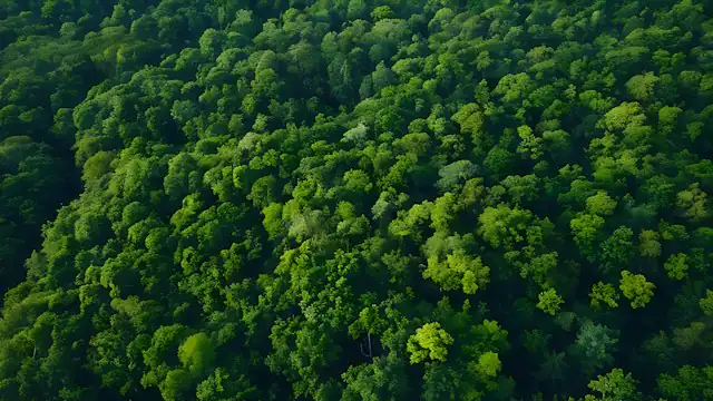 Tajuk hutan hujan tropis dilihat dari udara