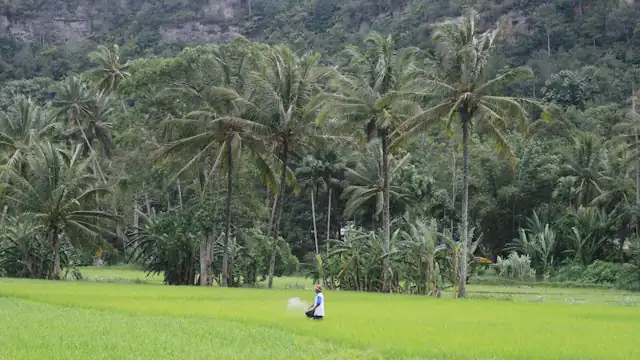 Petani berjalan di sawah dengan pohon kelapa di latar
