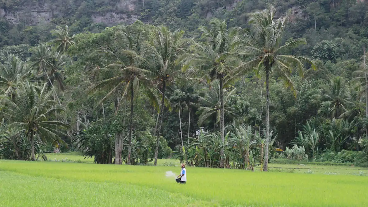 Petani berjalan di sawah dengan pohon kelapa di latar