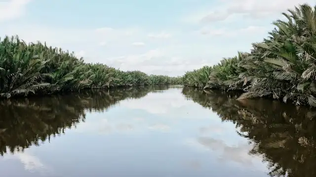 Sungai di antara pepohonan di Kalimantan