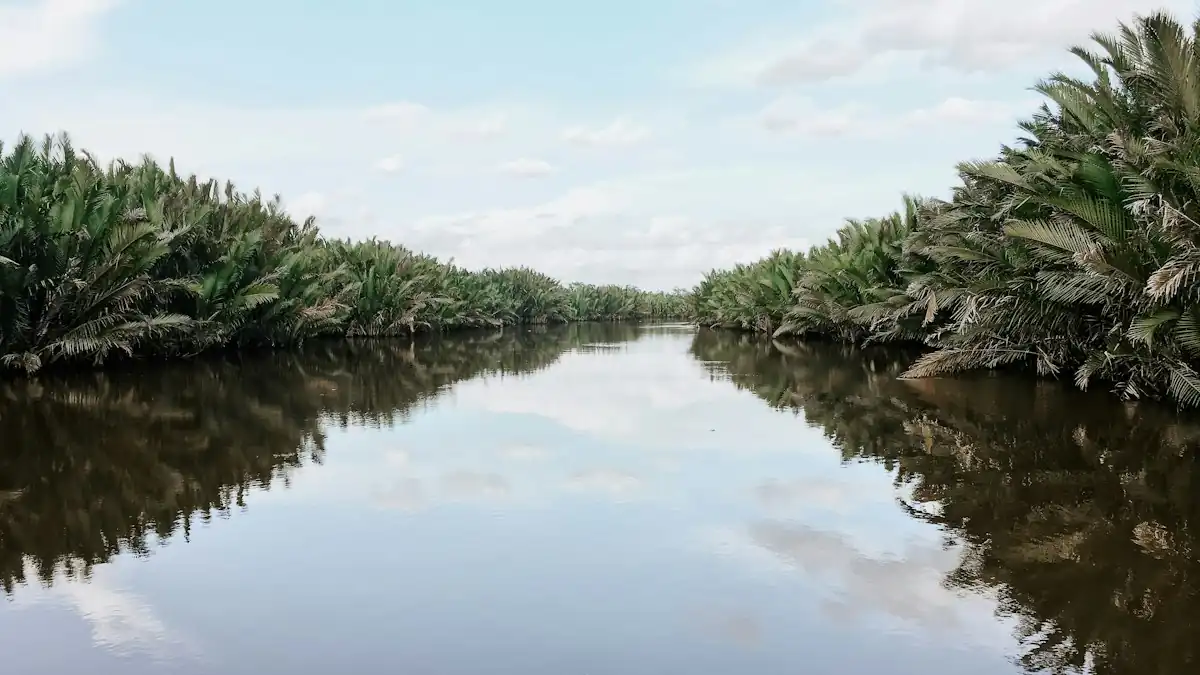 Sungai di antara pepohonan di Kalimantan