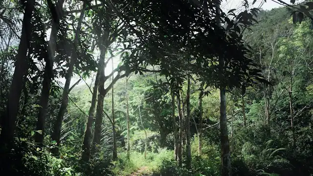 Jalan tanah di tengah hutan Kalimantan