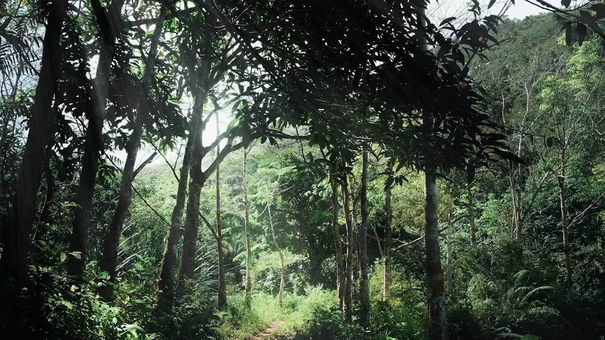 Jalan tanah di tengah hutan Kalimantan