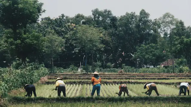 Petani bekerja di lahan