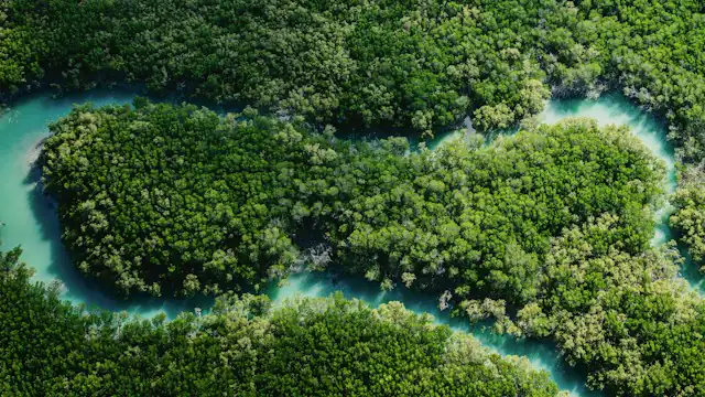 Sungai berkelok di tengah hutan dilihat dari udara