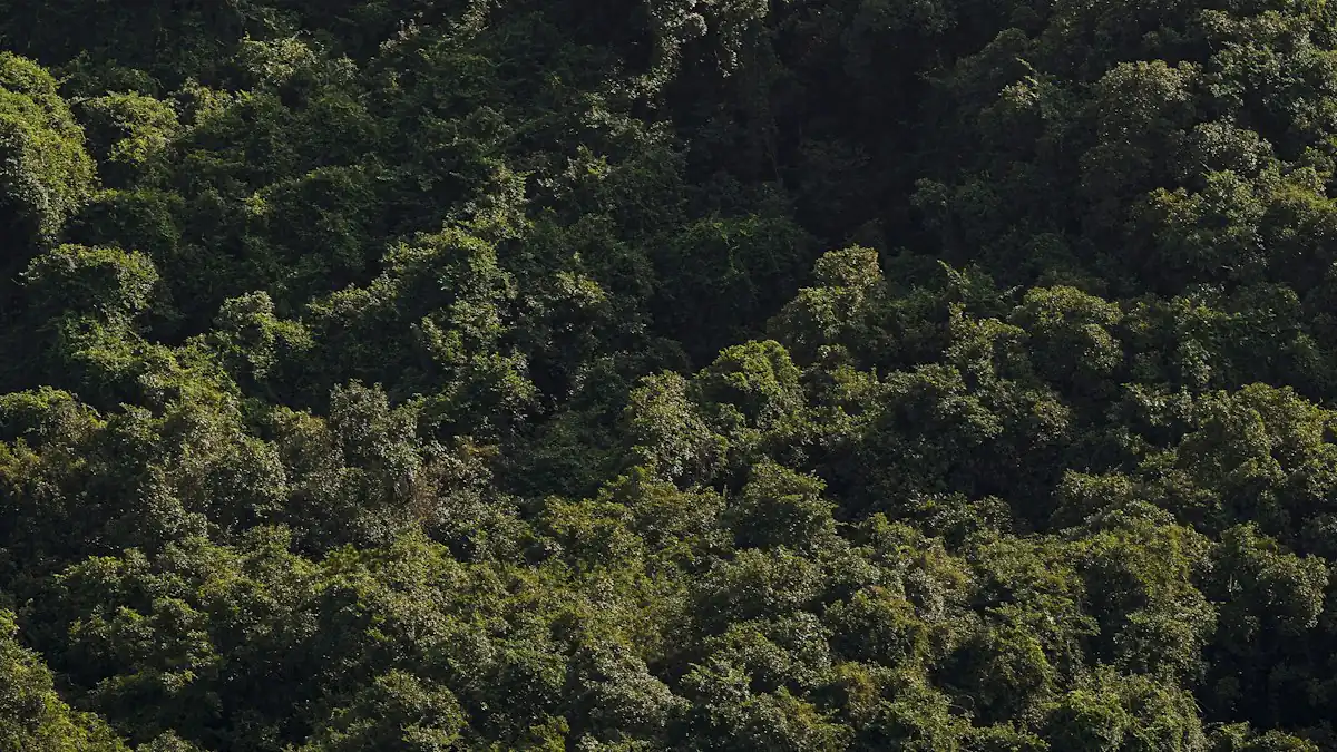 Hutan hijau dilihat dari udara