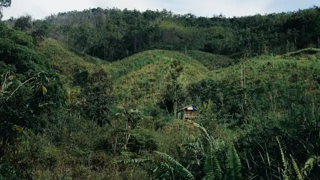 Perbukitan hijau