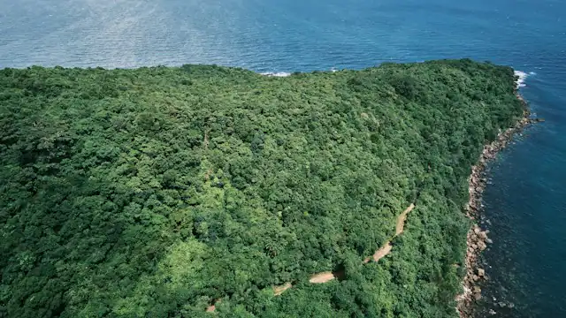 Hutan hijau di tepi laut